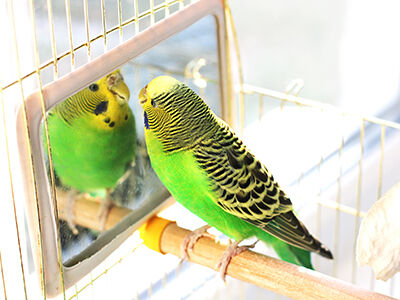 Avian Actions